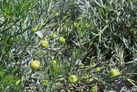 پاورپوینت شناسایی گیاهان مرتعی